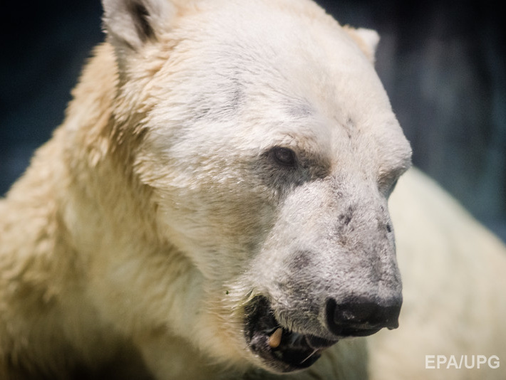 В РФ браконьеру, убившему ради развлечения белую медведицу, грозит до семи лет тюрьмы