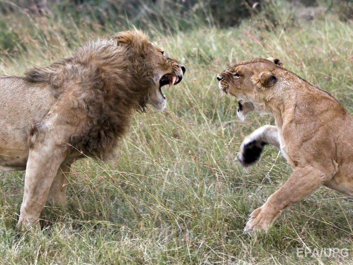 Четыре льва сбежали из заповедника в Кении и пробрались в пригороды столицы