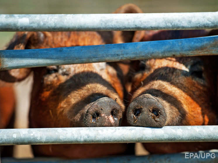 ВТО признала незаконными российские "антисанкции", касающиеся ввоза свинины из Европы