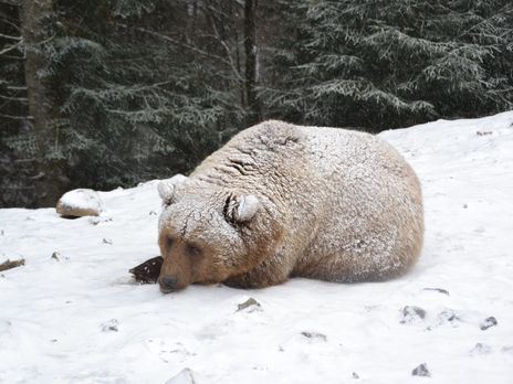 ﻿Ведмеді в Карпатах не можуть впасти у сплячку через теплу зиму