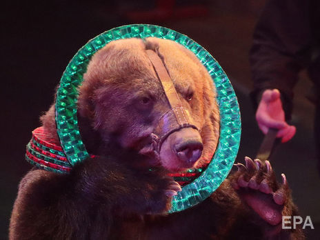 У Москві після нападу ведмедя помер робітник цирку
