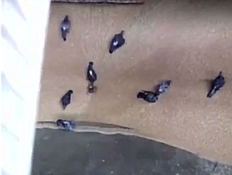 В Казани на хлебозаводе птиц засасывает в воронку вместе с зерном. Видео