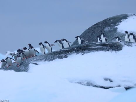 В окрестностях украинской станции в Антарктиде наблюдается большое скопление пингвинов. Фоторепортаж