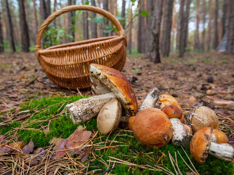 У Кіровоградській області двоє людей на смерть отруїлися грибами