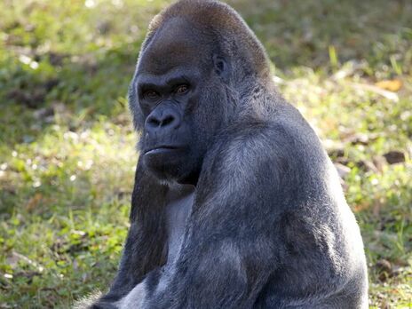 В зоопарке США умер самый старый в мире самец гориллы