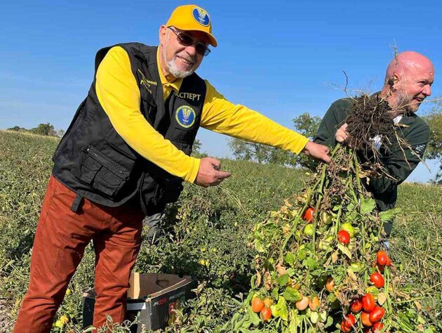 Собрали с одного куста 192 помидора. Фермеры в Одесской области установили новый рекорд Украины. Фото