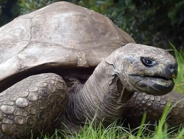 Черепахе Джонатану исполнился 191 год. Он – самое старое наземное животное в мире