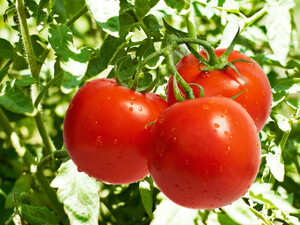 Какие удобрения необходимы томатам для полноценного роста
