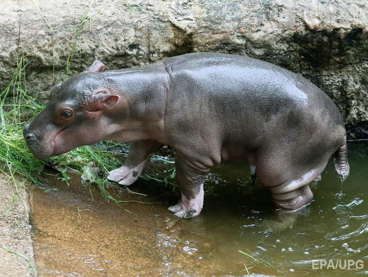 В американском зоопарке показали, как детеныш бегемота принимает утренний душ