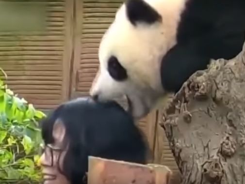 Детеныш панды ухватил за волосы посетительницу заповедника