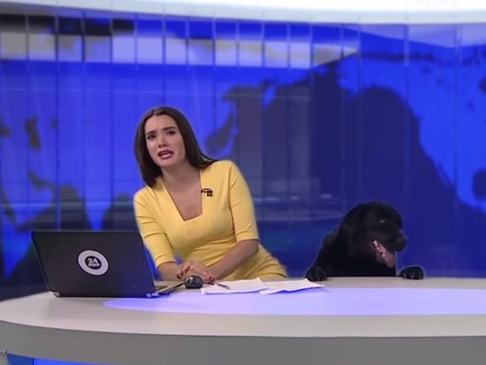 "Що мені робити із собакою у студії?!". Під час ефіру на російському каналі з-під столу ведучої виліз пес. Відео