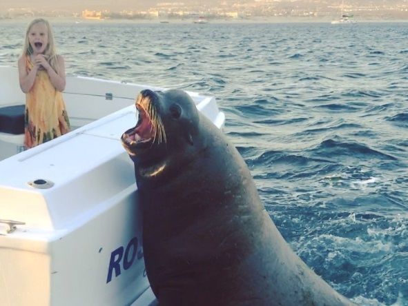 Тюлень выпрашивал рыбу у пассажиров моторной лодки