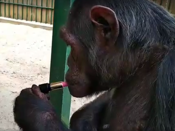В зоопарке Бердянска шимпанзе научилась красить губы. Видео