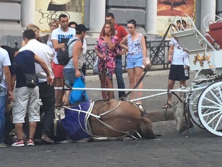 В Одессе от жары в обморок упала лошадь