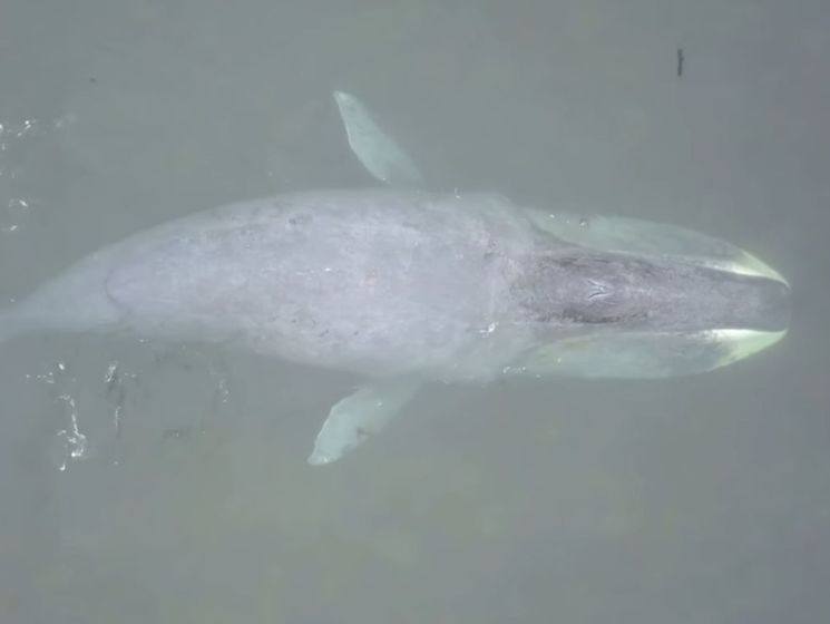 В Охотском море в устье реки застрял кит. Видео