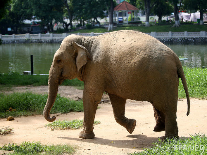﻿В Індії застрелили слона, який убив щонайменше 15 осіб