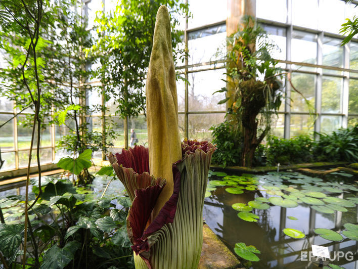 В ботаническом саду в Вашингтоне расцвел самый вонючий цветок в мире. Видео