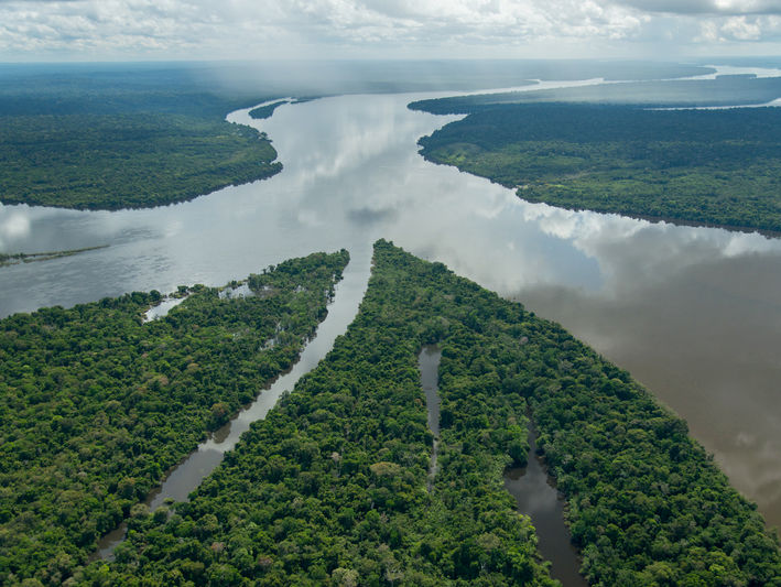 В 2014&ndash;2015 годах в джунглях Амазонки нашли 381 новый вид животных и растений &ndash; WWF