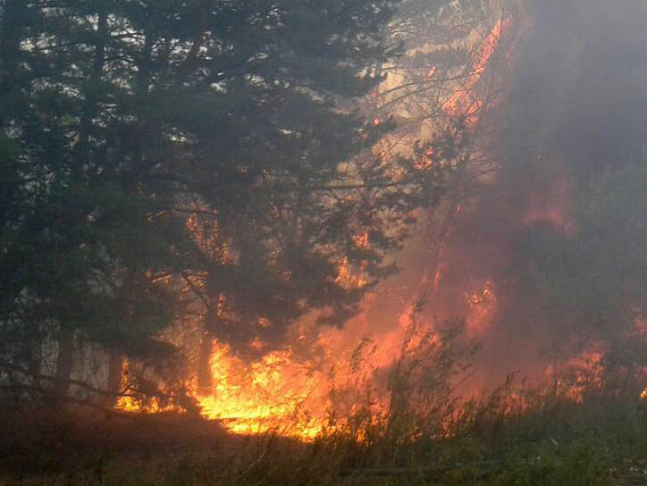 В Полтавской области тушат два лесных пожара общей площадью 8 га