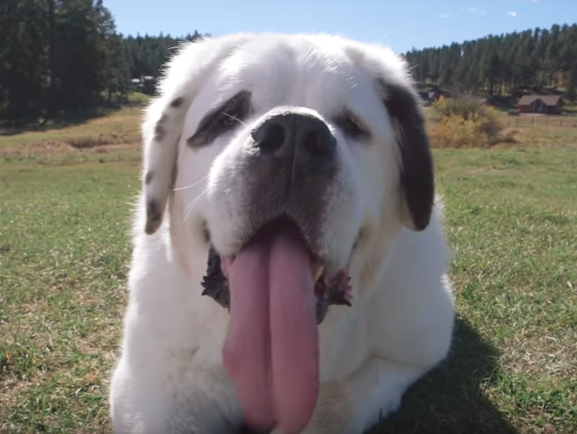 В США в Книгу рекордов Гиннеса попала собака с самым длинным языком в мире