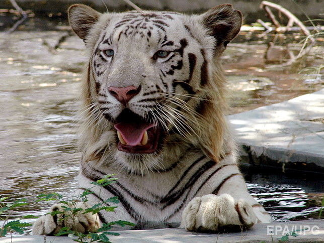В Индии двое годовалых тигрят убили смотрителя национального парка
