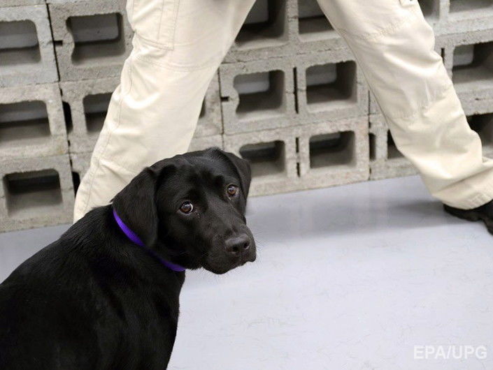 ЦРУ уволило служебную собаку, потерявшую интерес к работе