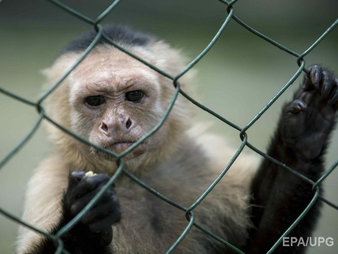 В Колумбии собака "усыновила" обезьяну-капуцина. Видео