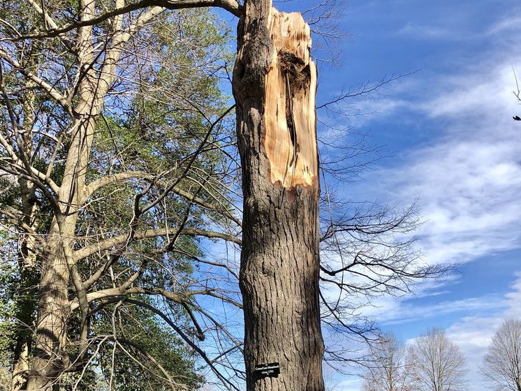 В США буря сломала посаженное Джорджем Вашингтоном 227-летнее дерево