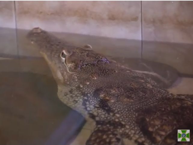 Госпогранслужба Украины заявила, что использует крокодилов для охраны объектов на Дунае. Видео