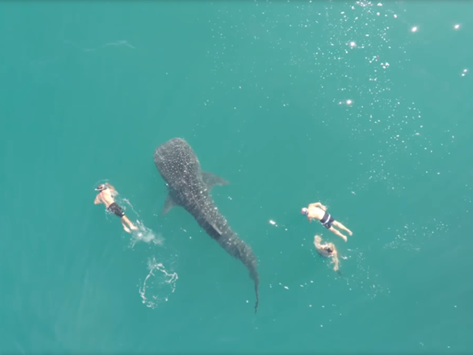 Біля узбережжя Мексики китова акула плавала біля купальників. Відео