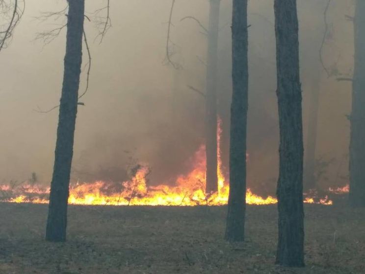 Пожар в лесу Николаевской области ликвидировали