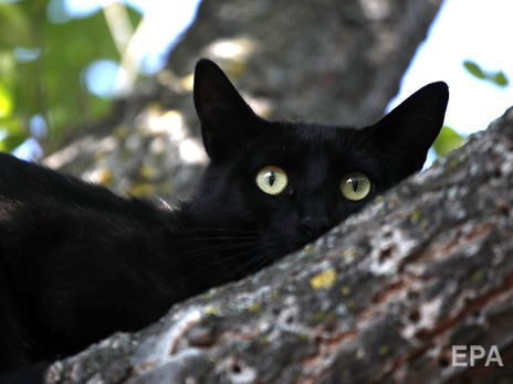﻿У новозеландському селі хочуть заборонити домашніх котів