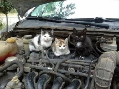 Спасатели попросили руководство "АвтоВАЗа" изменить конструкцию "Лады Калины" из-за кошек