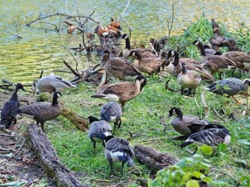 В "Фельдман Экопарк" появится Парк птиц
