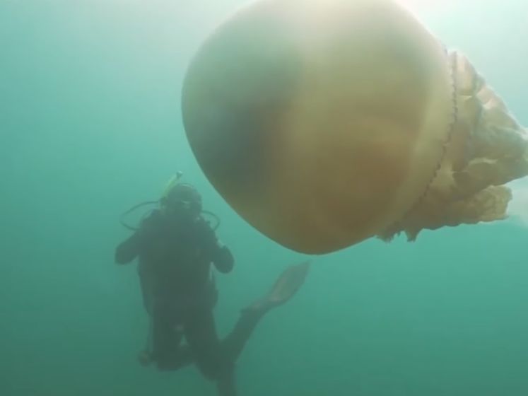У берегов Великобритании заметили медузу размером с человека. Видео