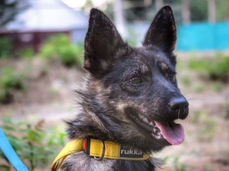 Россия вернула Украине собаку с буксира "Яны Капу"