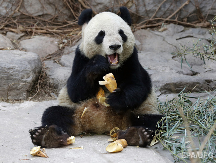 В китайской провинции Сычуань создают второй питомник по адаптации панд к условиям дикой природы