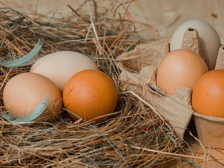 ﻿Латвія може відмовитися від імпорту яєць з України
