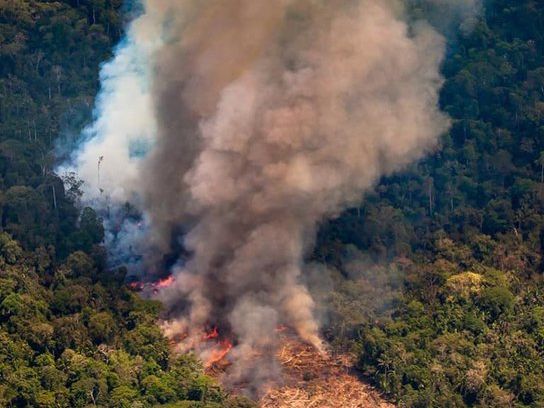 Компания Apple пожертвует средства на ликвидацию последствий лесных пожаров в Амазонии