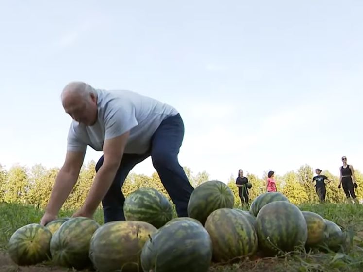﻿Лукашенко зібрав кавуни на своїй присадибній ділянці. Відео