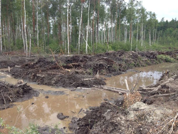﻿Через незаконне видобування бурштину в Україні пошкоджено понад 6 тис. га лісів – Держлісагентство