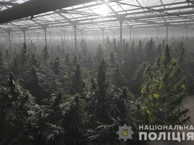 В Прикарпатье выращивали коноплю, оценочная стоимость которой составляет €50 млн &ndash; полиция