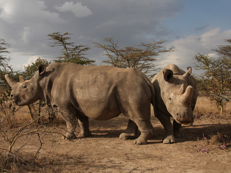Ученые смогли вырастить два эмбриона вымирающего северного белого носорога
