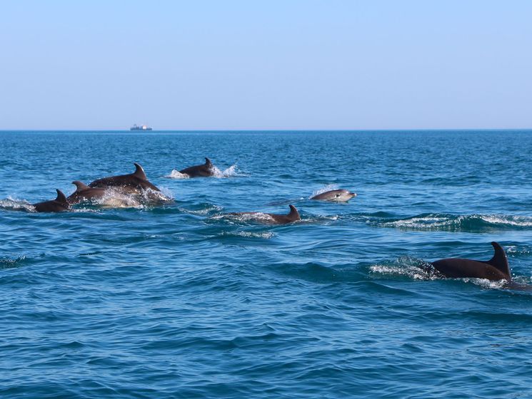 Керченский мост мешает миграции дельфинов из Черного в Азовское море – биологи