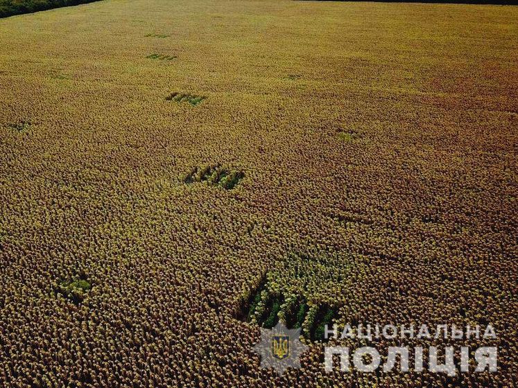 ﻿Поліція України виявила приблизно 358 млн рослин маку і конопель на мільярди гривень за п'ять місяців