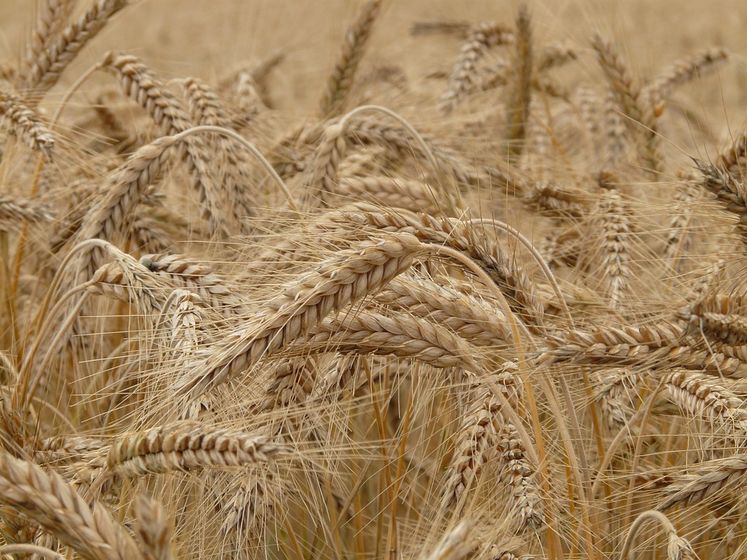 ﻿Україна експортувала рекордний обсяг зернових культур