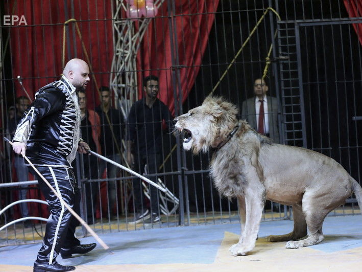 В правительстве предложили передать животных из цирков в заповедники