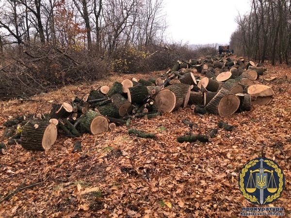 ﻿У Харківській області затримали членів злочинної групи, яка незаконно вирубувала ліс