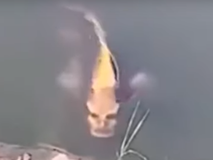 В Китае обнаружили рыбу с человеческим лицом