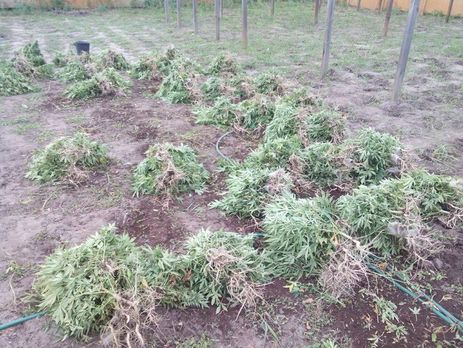 В Запорожской области правоохранители уничтожили плантацию марихуаны стоимостью €1 млн